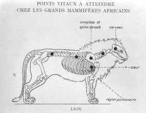 De vitale plaatsen om te treffen bij een leeuw (Uit: André Pilette, A travers l’Afrique Equatoriale, Brussel, Oscar Lamberty, 1914, 445).