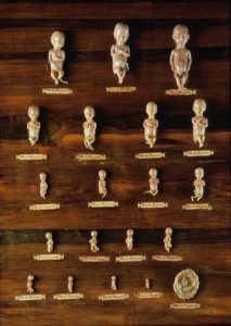 Zwangerschap als groei, maar niet als ontwikkeling. Reeks van embryo’s in het publieke anatomische museum La Specola, circa 1800.