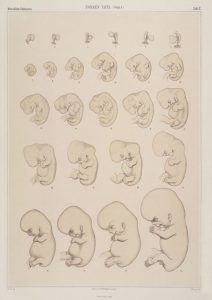 De bekende Normentafel van de Duitse embryoloog Wilhelm His (1831-1904) toont de zwangerschap als een proces van zowel groei als ontwikkeling.